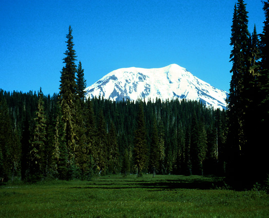 Mt. Adams from Adams Meadows