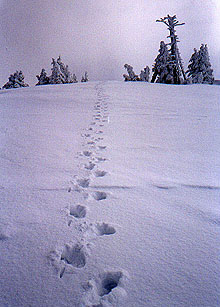 Footsteps in the snow on the way to the false summit of Bandera