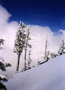 Snow coated trees along the ridge