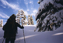 Snow frosted trees on Mt. Persis