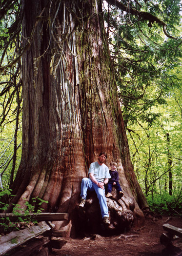 Bryden and Matt sitting on the trunk of an ancient and huge cedar tree